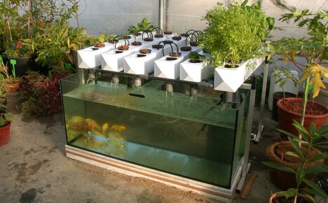 DIY aquaponics สำหรับใช้ส่วนตัว