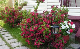 Weigela busk er en utmerket dekorasjon av landhagen