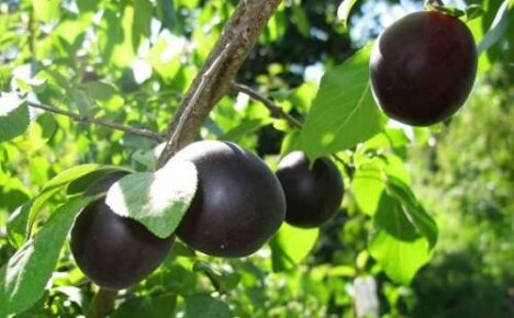 Apricot Hummingbird vil overraske med svarte frukter av beskjeden størrelse