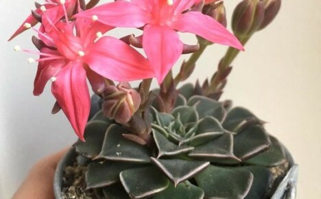 Graptopetalum - ดูแลบ้านสำหรับกุหลาบหิน