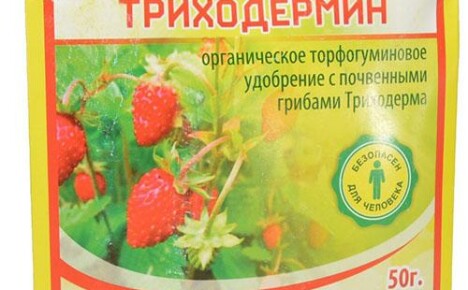 Produkt biologiczny Trichodermin przeciwko chorobom roślin