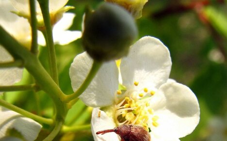 Hvordan beskytte hagen din fra epleblomsterbagler