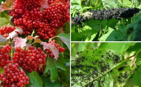 การรักษาด้วย Viburnum สำหรับเพลี้ย: ความรอดที่ไม่สามารถถูกแทนที่ได้จากศัตรูพืช