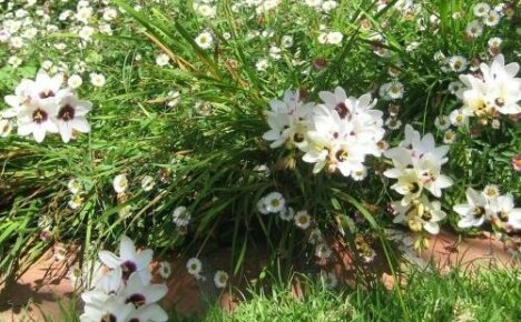 Ixia paniculata - pagtatanim at pag-aalaga para sa isang kagandahang mapagmahal sa init