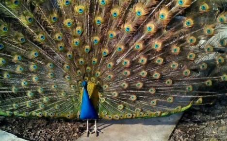 Paano at kung ano ang pakainin ang mga peacock sa bahay