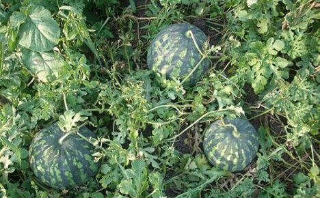 Prosta uprawa arbuzów w otwartym polu w kraju