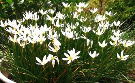 Plante og ta vare på zephyranthes hjemme