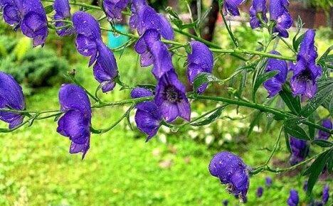 Dzhungarian Aconite รักษามะเร็งได้จริงหรือไม่?