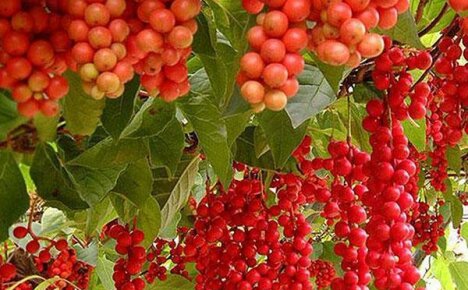 Schisandra chinensis v zemi, rysy výsadby a péče