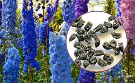 Vi avslører hemmelighetene om hvordan å dyrke et delphinium fra frø