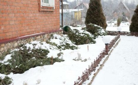 Příjemné prosincové práce v květinové zahradě a poblíž pokojových rostlin