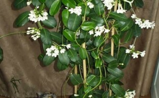 Štěstí v našem domě stephanotis nebo madagaskarský jasmín