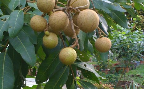 Uzgoj egzotičnog ploda longan kod kuće iz kosti