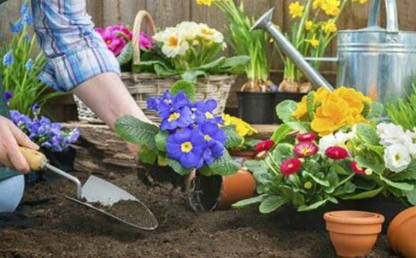 Mai i blomsterbedene: et bidrag til fremtidig skjønnhet