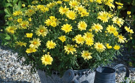 Hvordan dyrke en tropisk argiranthemum busk med luksuriøs blomstring på stedet