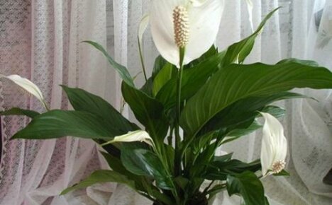 Hvordan ta vare på en kvinnelig kvinnelig lykke: skape ideelle forhold for blomstring av spathiphyllum