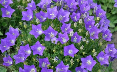 สวน Campanula ยืนต้น: การปลูกและการดูแลรักษา