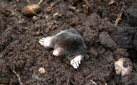 Moles: hvordan identifisere og bli kvitt skadedyr