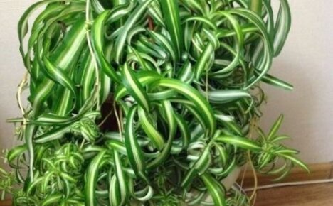 Chlorophytum curly - kwiat dla najbardziej zapracowanych hodowców