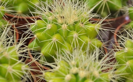 ความแตกต่างของการปลูกพืช echinocactus Gruzoni ที่ผิดปกติ