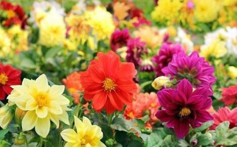 พันธุ์ dahlias ประจำปีที่ดีที่สุดสำหรับการมองอย่างใกล้ชิด