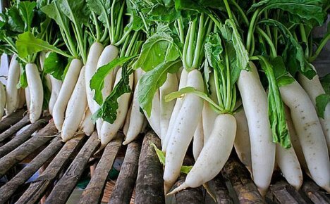 Påvirkning av nyttige og skadelige stoffer av daikon på menneskers helse