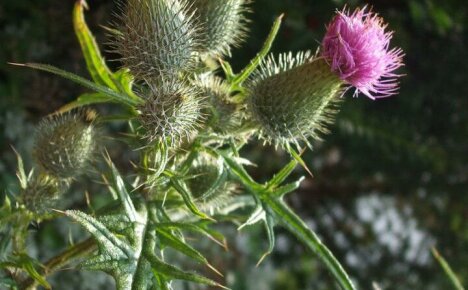 Niezawodna zbroja choroby - Majestic Thistle (Milk Thistle)