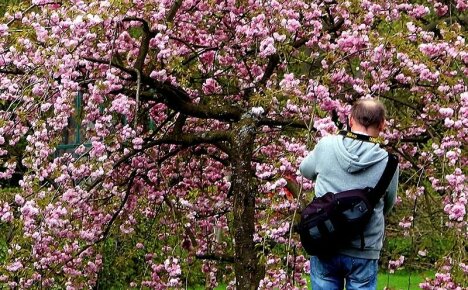 Plante kirsebærblomster og ta vare på busker i det åpne feltet