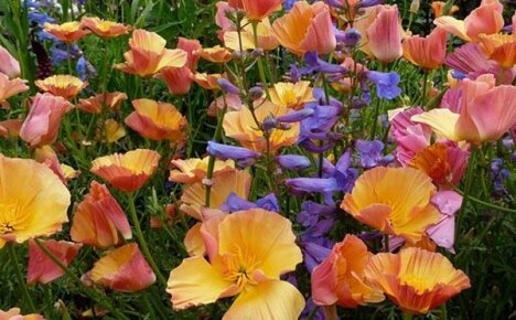 Fantastisk skjønnhet i hagen - californisk escholzia