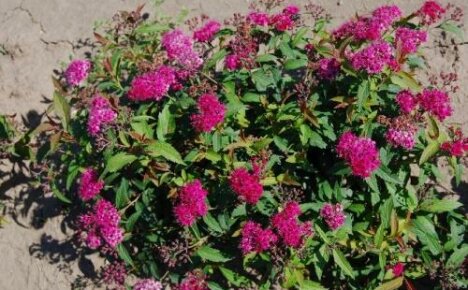 ความงามสดใสในแปลงดอกไม้ของคุณ - Japanese spirea Darts Red