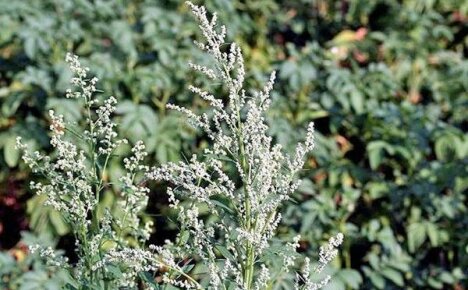 Quinoa luke og hvordan du skal håndtere det i hagen