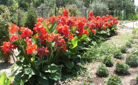 Hage dekorasjon bokser blomster - stell, vinter lagring, video