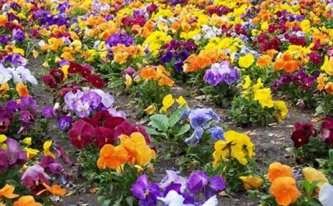 pansies ที่สวยงาม: การหว่านเมล็ดการย้ายปลูกนอกบ้านการดูแลและศัตรูพืช