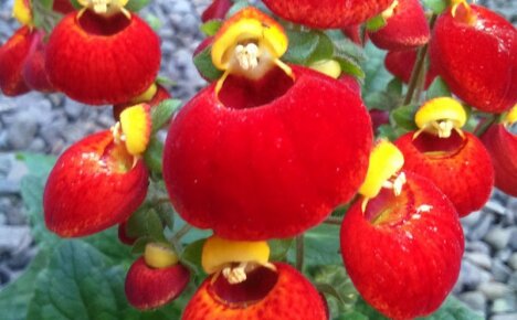 Hvordan ta vare på calceolaria hjemme og se uvanlige blomster