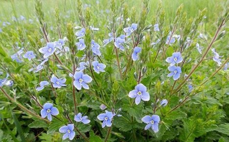 Nezastupitelná zbraň v boji proti neviditelnému nepříteli - bylina Veronica officinalis