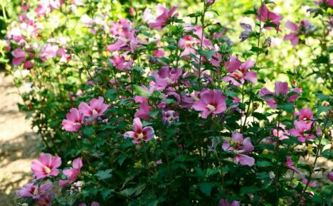 Voksende hagehibiskus - hemmeligheter med rikelig blomstring