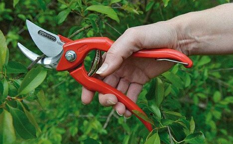 การบำรุงรักษาและการใช้งาน Secateurs อย่างถูกต้อง