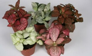 ประเภทของ fittonia สำหรับ windowsill ของคุณ