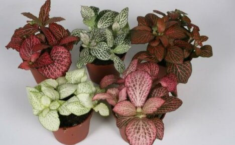 ประเภทของ fittonia สำหรับ windowsill ของคุณ