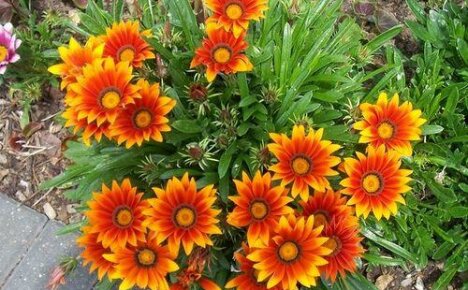 Hvordan beholde gazania og hjelpe henne med å komme gjennom vinteren