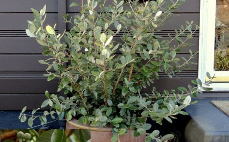 houseplant feijoa เข้ากันได้ดีในอพาร์ตเมนต์ของเรา