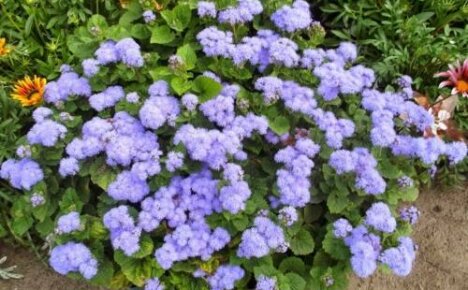 วิธีปลูก ageratum - เราปลูกต้นกล้าดอกยาว