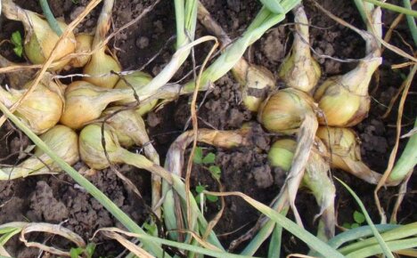 Agrotechnologie pro výsadbu rodinné cibule a péči o ni na otevřeném poli