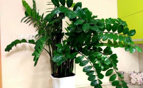 Zamioculcas - การดูแลบ้านสำหรับต้นไม้ดอลลาร์สุดเก๋