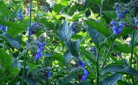 Helbredende ledd med medisinsk comfrey