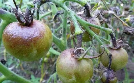 Choroby grzybowe pomidorów: oznaki pojawienia się i metody zapobiegania