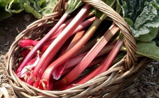 Møt spiselig burdock - rabarbra