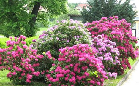 Vi velger en rododendron til hagen vår, vi planter den og lærer hvordan vi skal ta vare på planten