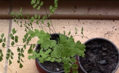 วิธีการปลูกเฟิร์นที่สง่างาม - Maidenhair