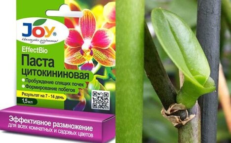 Pasta cytokininowa do rewitalizacji orchidei